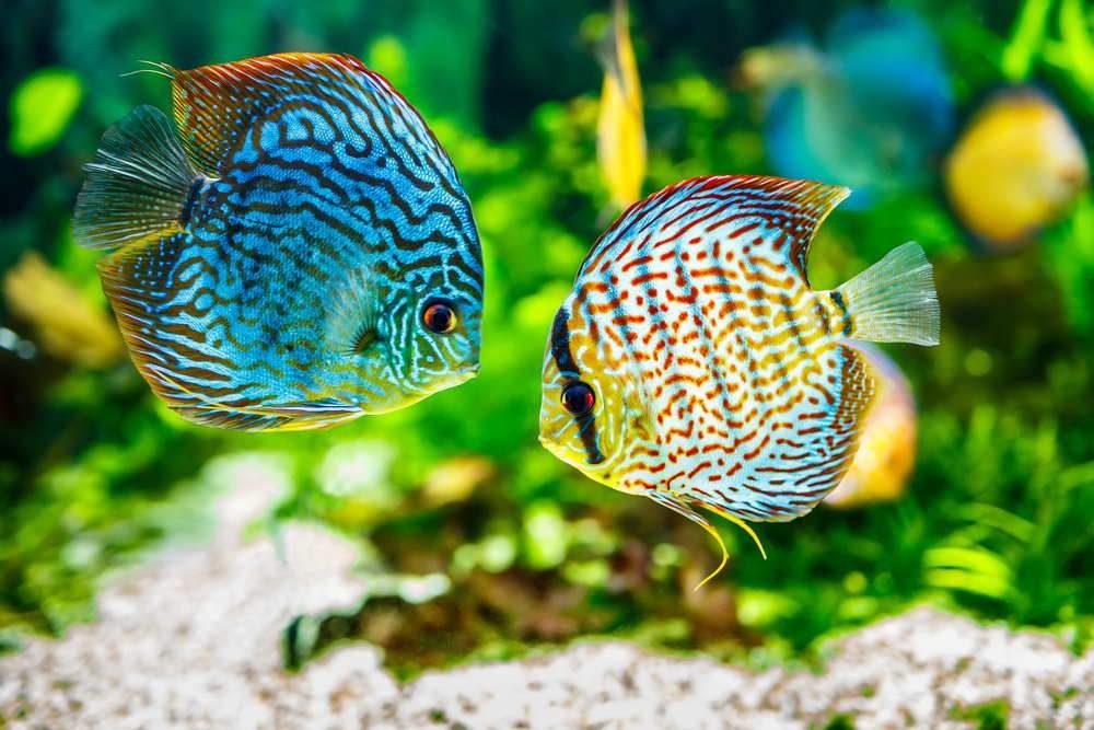 3 Important Rules To Keep Discus Fish Care