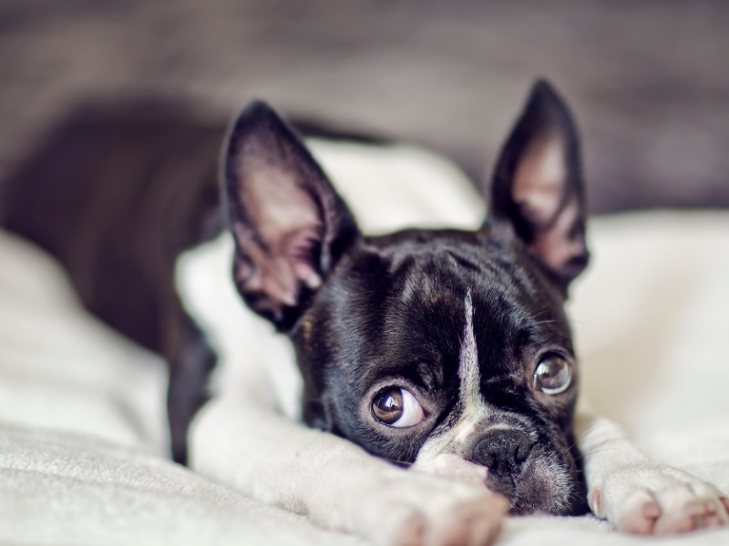 The Very Best 3 Tips When Adopting A Pet Dog