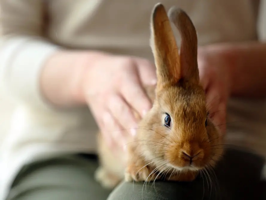Rabbit Personality: Things You Need To Know Before Adopting a Rabbit