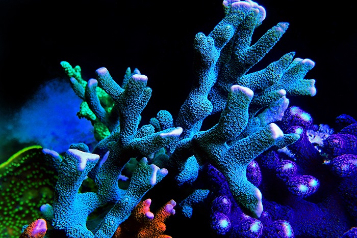 Know about Table Corals and Buy Some of the Best and Limited Corals Available Online