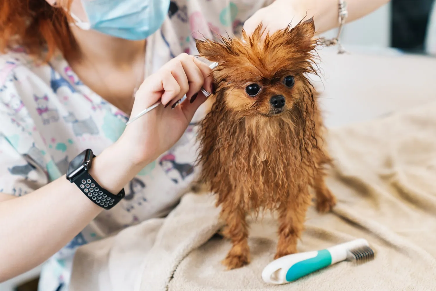 Professionalism and safety- what to look for in a dog grooming service provider