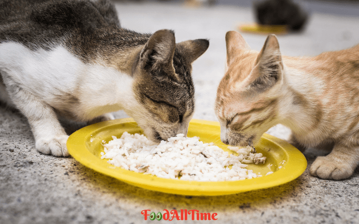 Should you feed your indoor cat only prescription food?