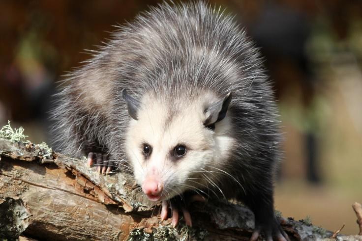 All that You Wanted to Know about Opossums, the Adaptable Marsupials of the Americas