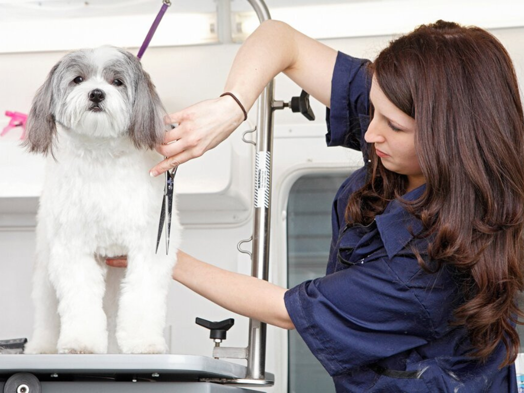How to Maintain Your Pet’s Hygiene with Miami Grooming Services