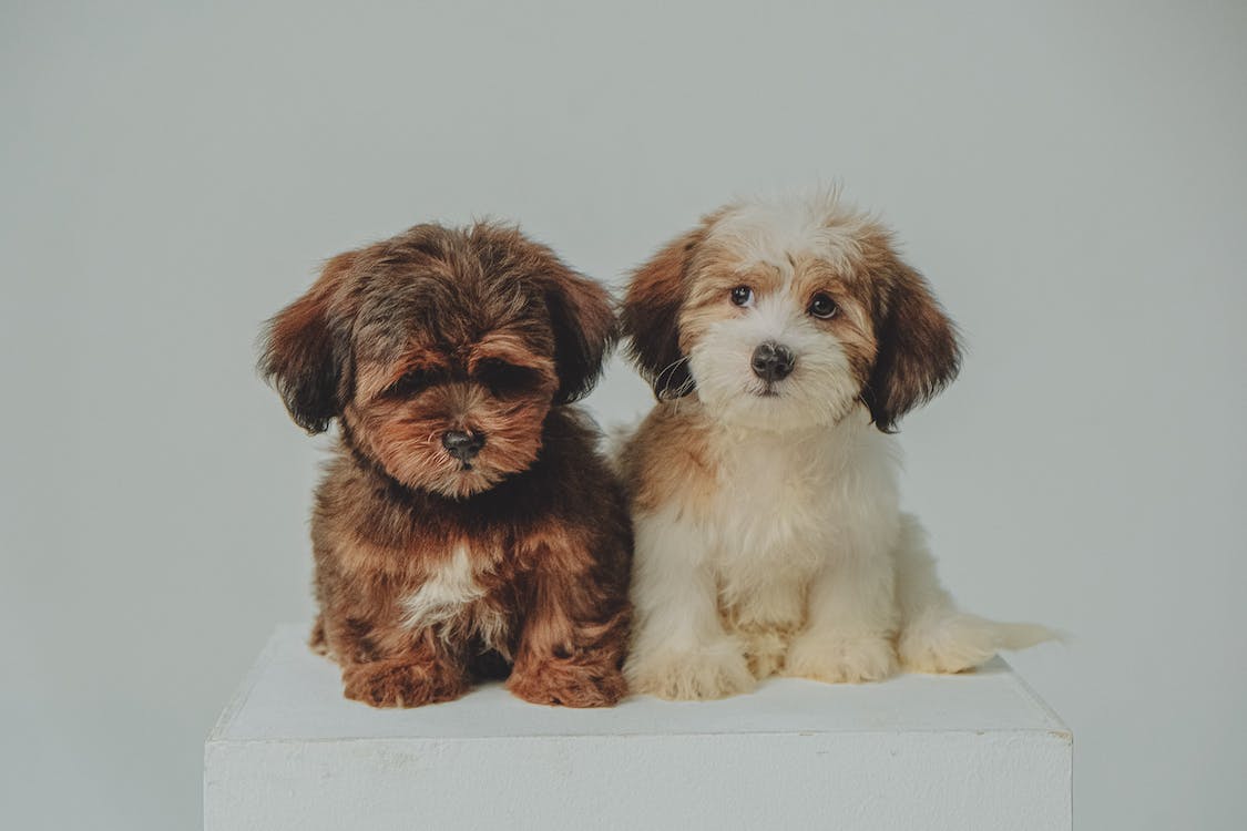 Looking for the Top Maltipoo, Havanese, and Shihpoo Puppies for Sale in NJ? Discover  Silver Nickel Puppies
