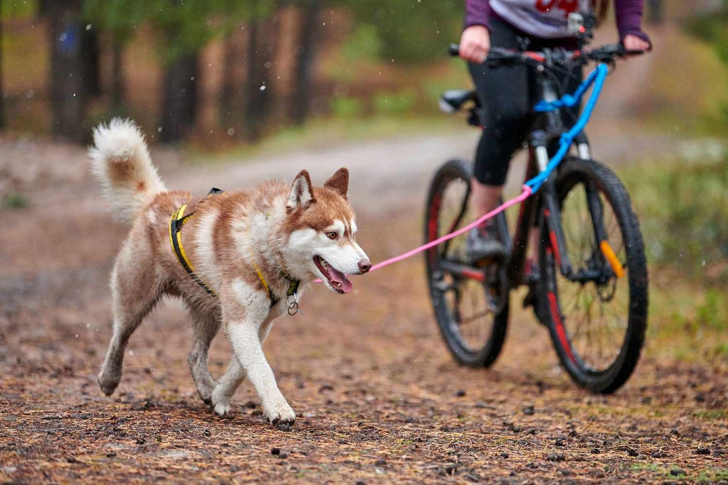 Riding the Trails: Exploring the World of Bikejoring with Your Dog