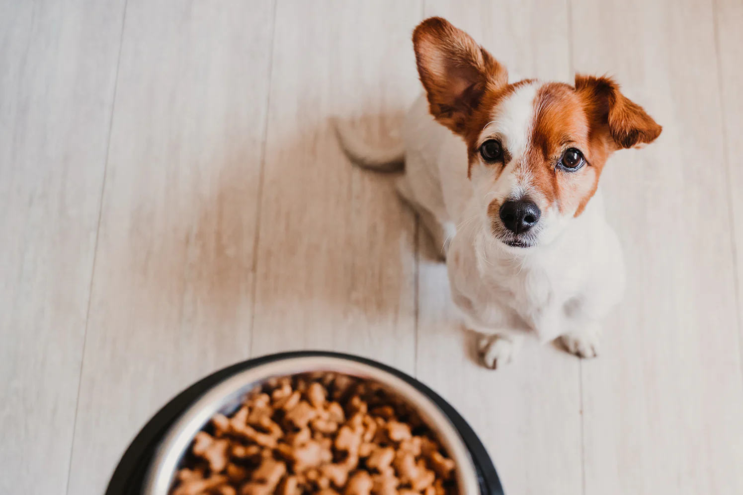 Why Organic Pet Food Is a Better Choice When Feeding Your Pet